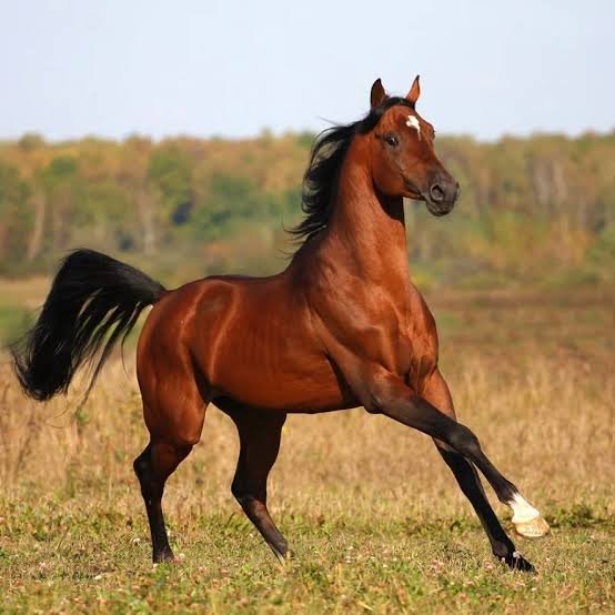 Equine influenza