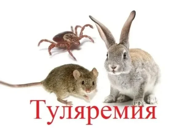 Tularemia prevention: what you need to know