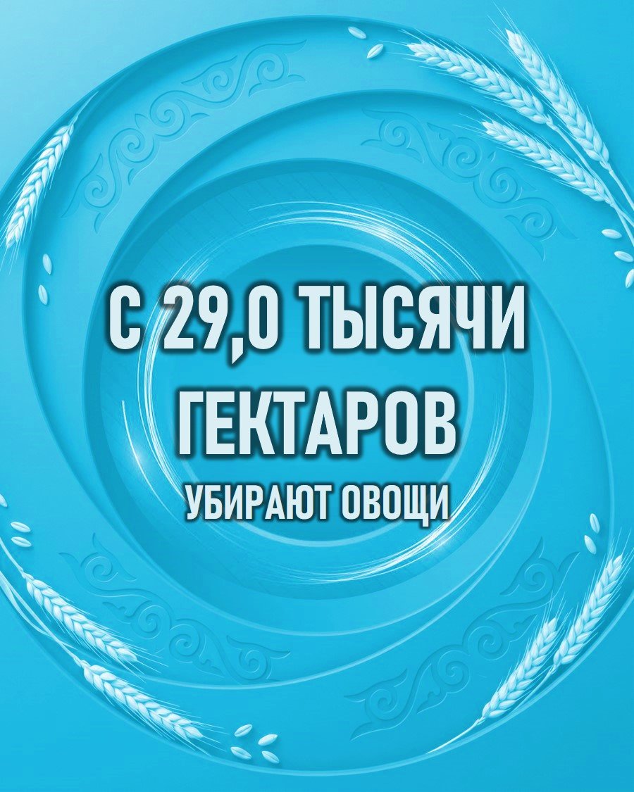 29,0 мың гектар алқаптан көкөніс жиналуда
