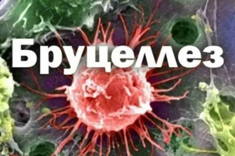Бруцеллез, алдын алу шаралары