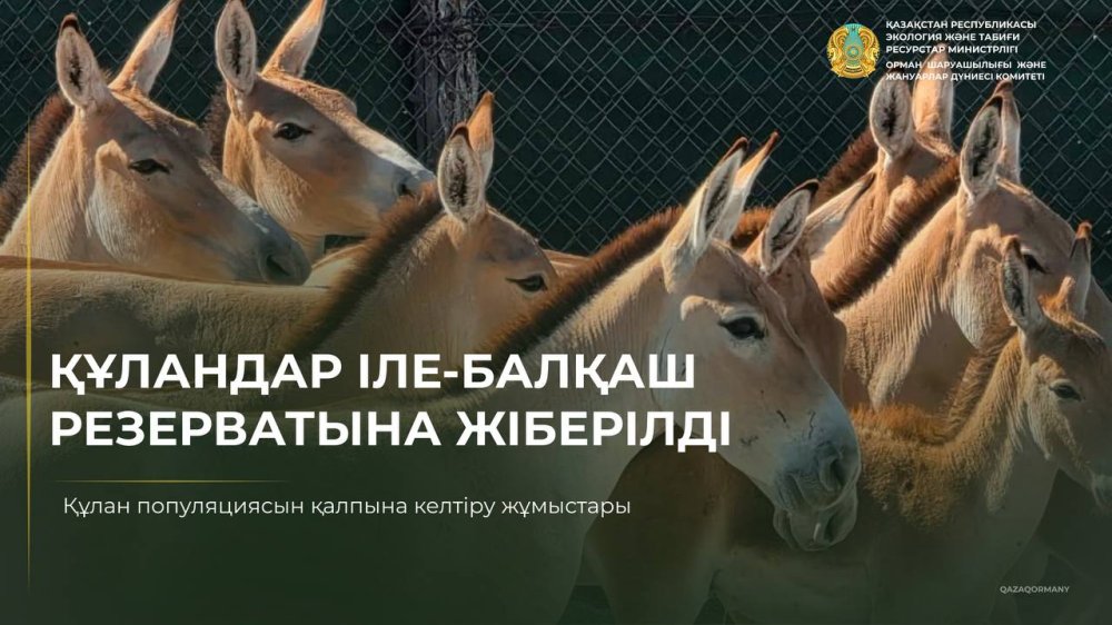Құландар Іле-Балқаш резерватына жіберілді