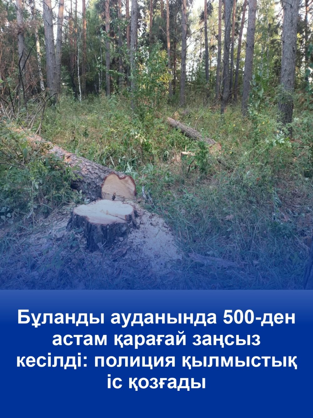 Бұланды ауданында 500-ден астам ағаш заңсыз кесілді: полиция қылмыстық іс қозғады