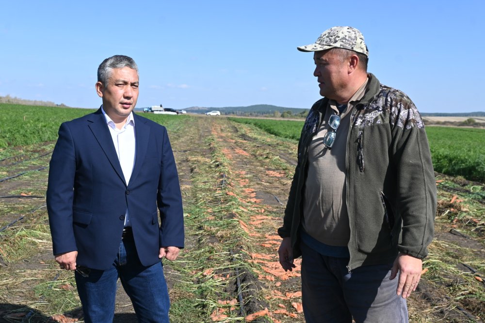 «Вердала» шаруа қожалығында көкөніс дақылдарын жинау жұмыстары