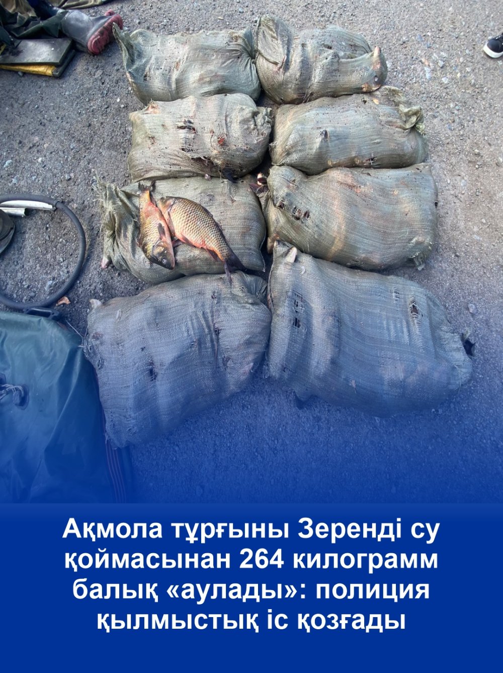 Ақмола тұрғыны Зеренді су қоймасынан 264 килограмм балық аулады: полиция қылмыстық іс қозғады