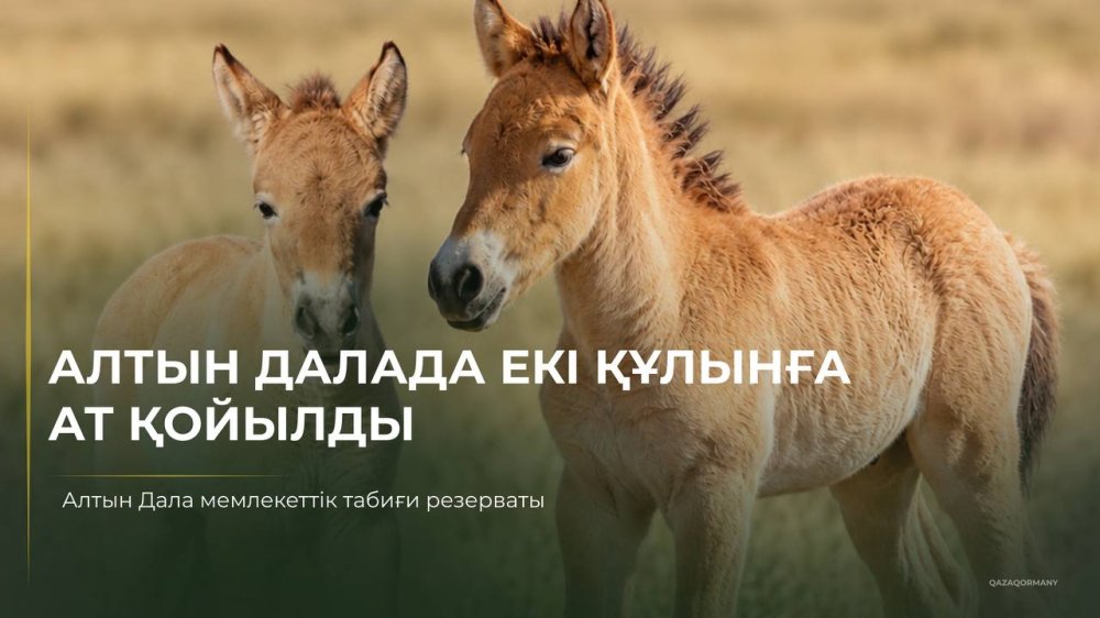 Қазақстанда туған алғашқы кертағы құлындарына Ботай және Тұмар есімдері берілді
