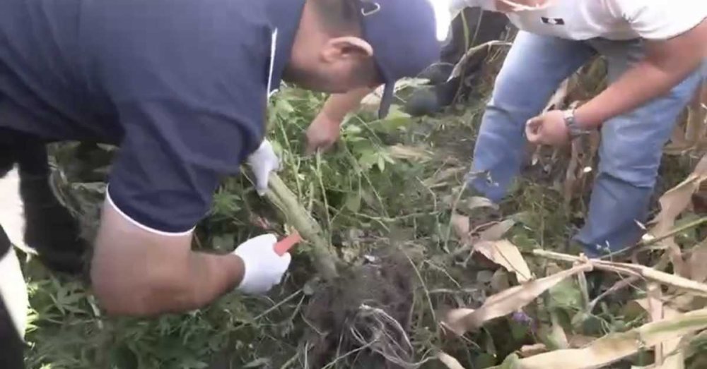 Жамбыл облысы тұрғынынан 140 келі қарасора есірткі заты тәркіленді