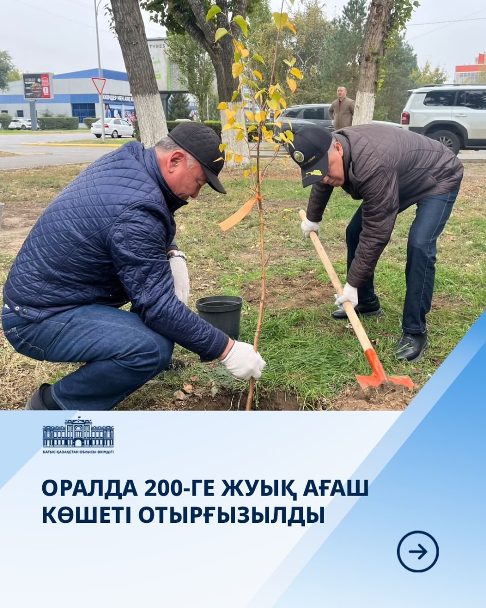 Оралда 200-ге жуық ағаш көшеті отырғызылды