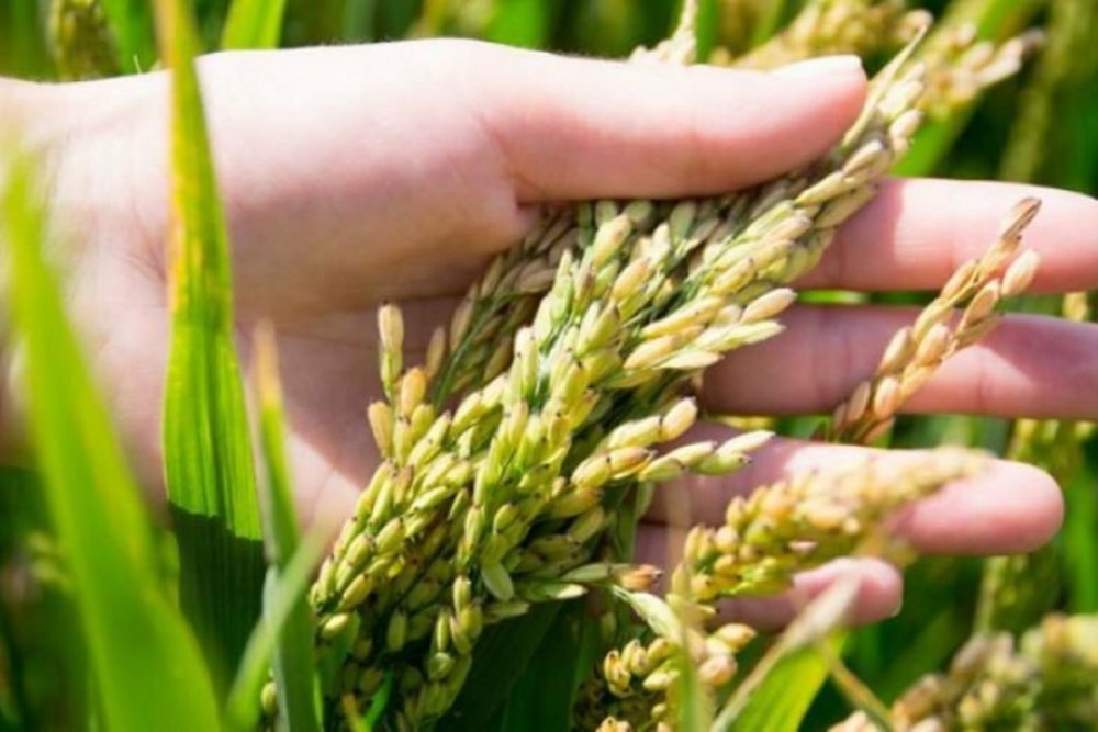 Қазақстанда күріш өндірісі мен экспорты артты