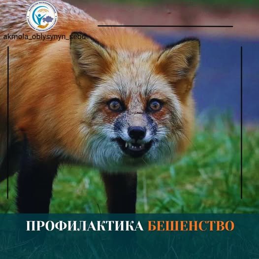 Құтырудың алдын алуы