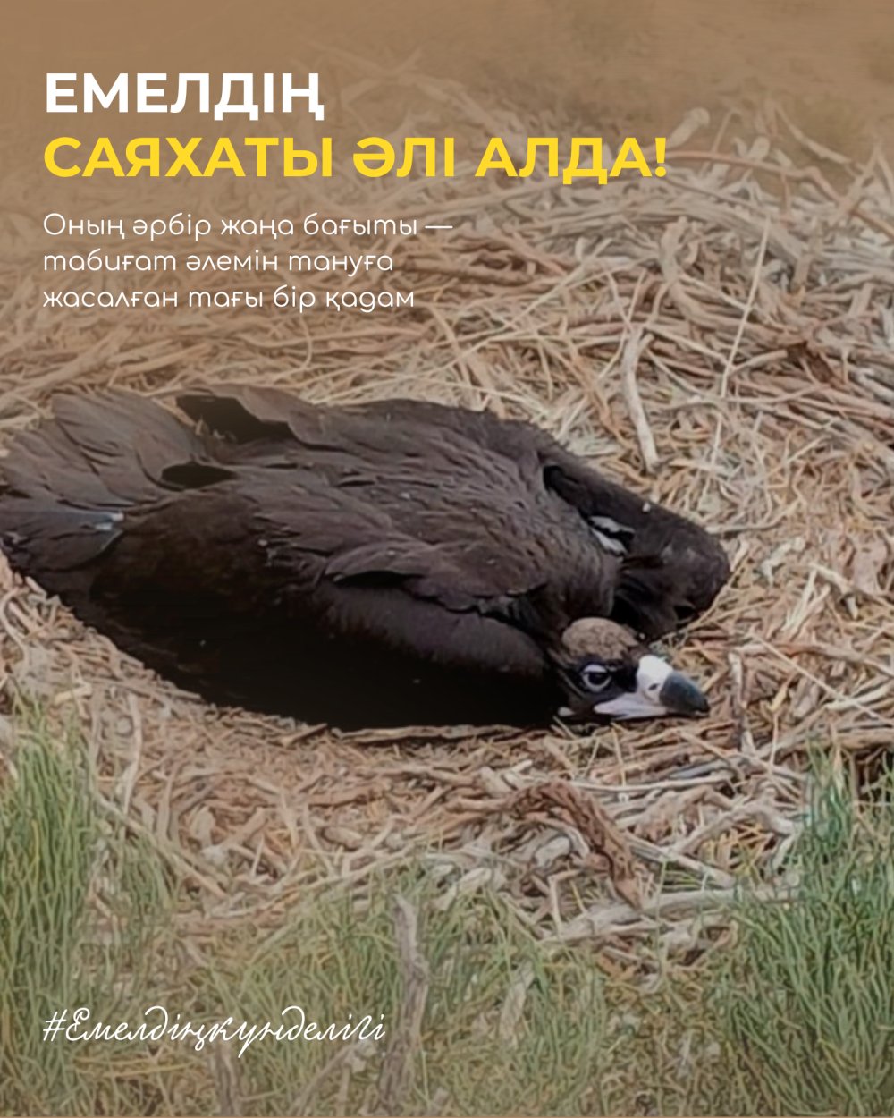 Емелдің үлкен саяхаты: тазқара балапанының алғашқы ұшулары — Фотосурет 5