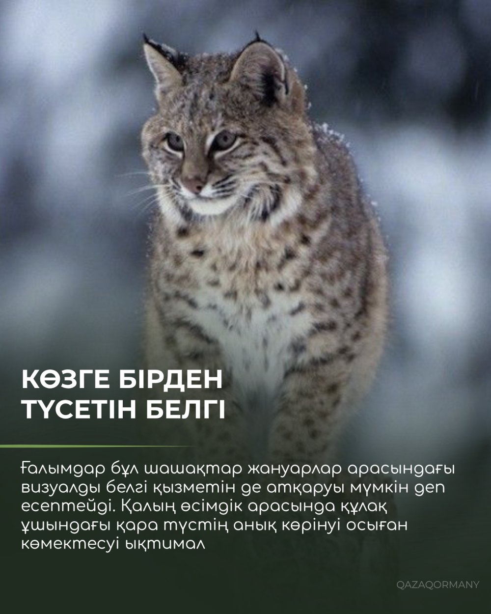 Сілеусіннің құлағындағы шашақтың сыры неде? — Фотосурет 4