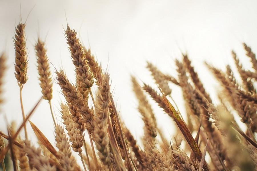 Дәнді, майлы және бұршақ дақылдарын өндірушілер үшін сауда стратегиясы бойынша ұсынымдар 12.10.2026