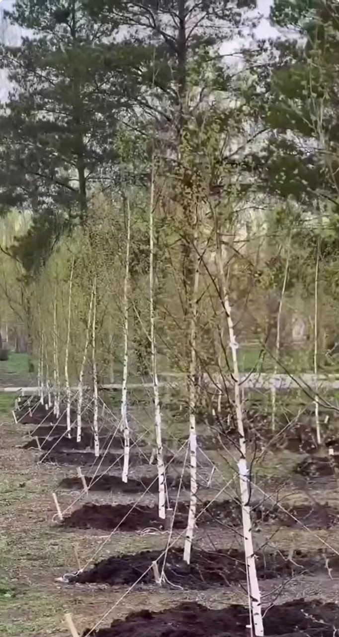 Қостанайда күзгі көгалдандыру жұмыстары жалғасуда