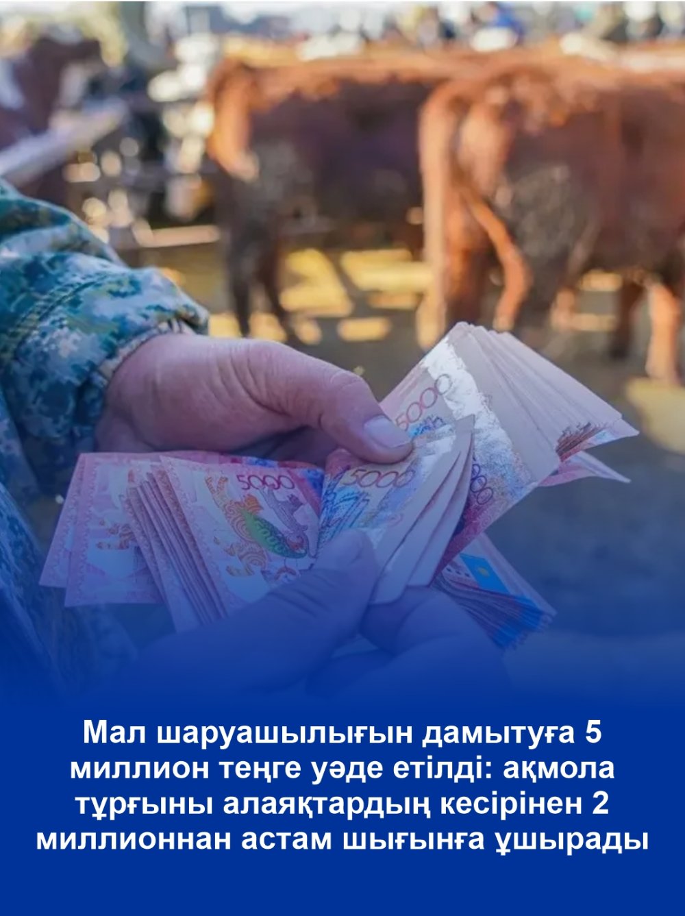 Мал шаруашылығын дамытуға 5 миллион теңге уәде етілді: ақмола тұрғыны алаяқтардың кесірінен 2 миллионнан астам шығынға ұшырады