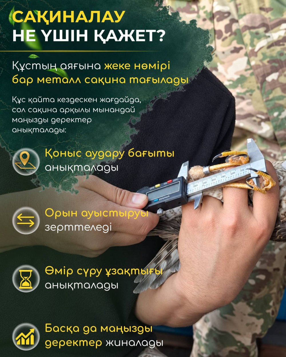 Қорғалжында құстарды сақиналау қайта жанданды: 128 құс, 14 түр және 13 жылдан кейінгі ерекше кездесу! — Фотосурет 5