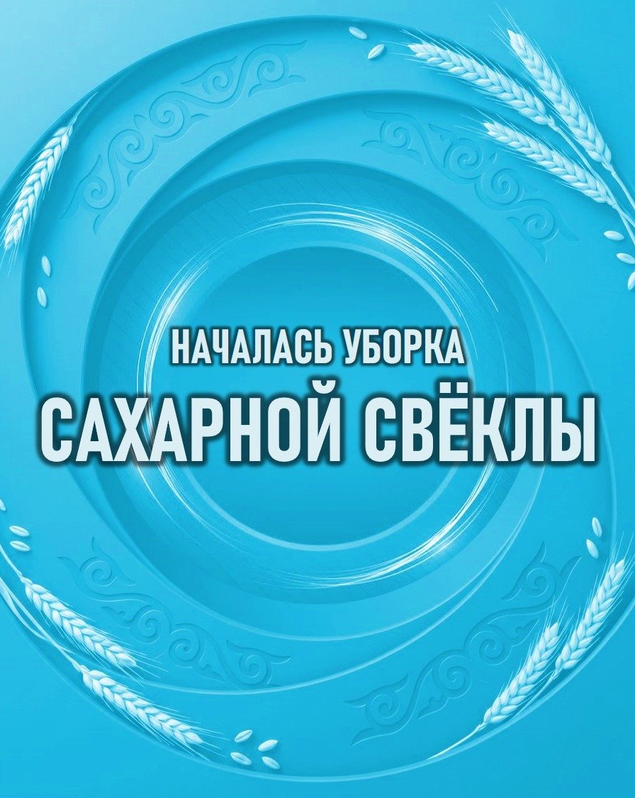 Қант қызылшасын жинау науқаны басталды