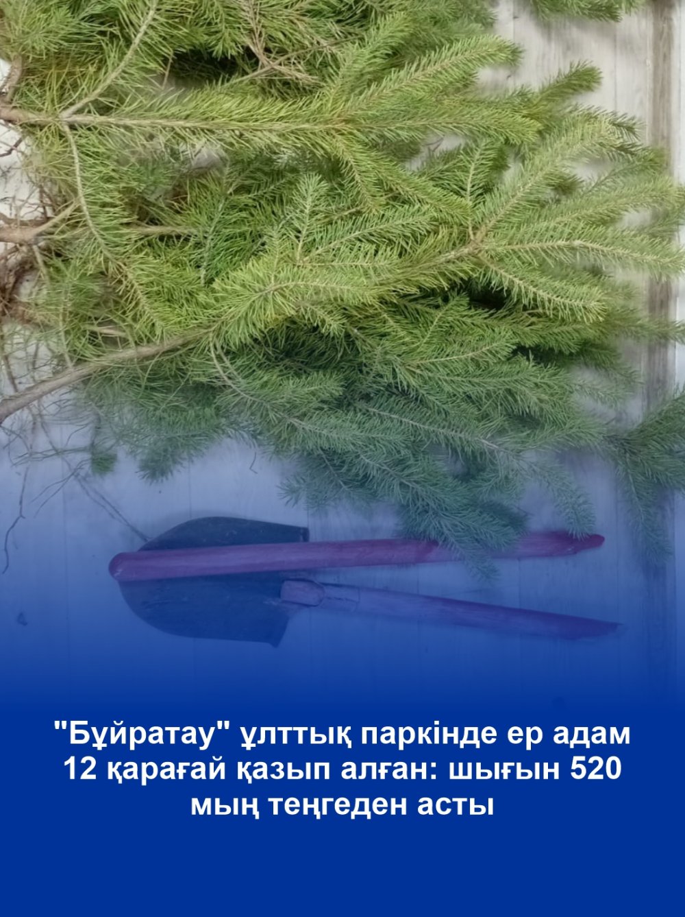 "Бұйратау" ұлттық паркінде ер адам 12 қарағай қазып алған: шығын 520 мың теңгеден асты