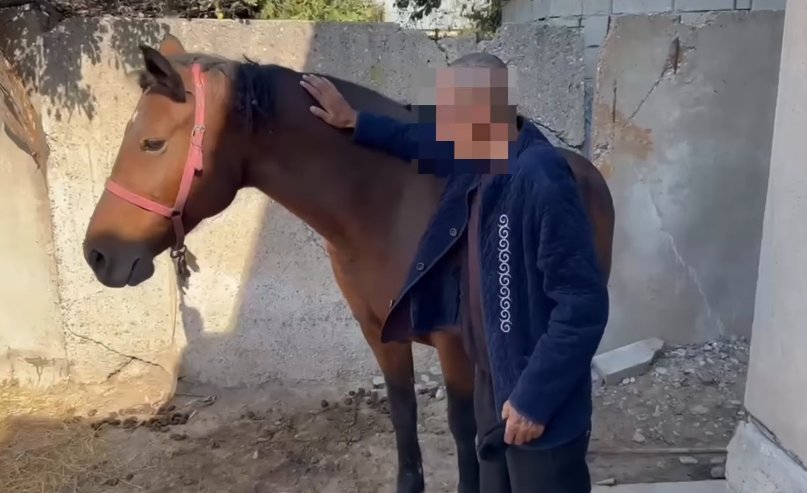 Шымкентте жылқыны көлікке байлап тасымалдаған азамат жауапкершілікке тартылды