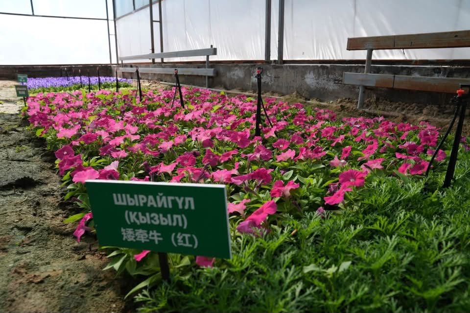 НҰРАЛХАН КӨШЕРОВ ЗАМАНАУИ ГҮЛ ӨНЕРКӘСІПТІК ПАРКІНІҢ ҚҰРЫЛЫСЫМЕН ТАНЫСТЫ — Фотосурет 2