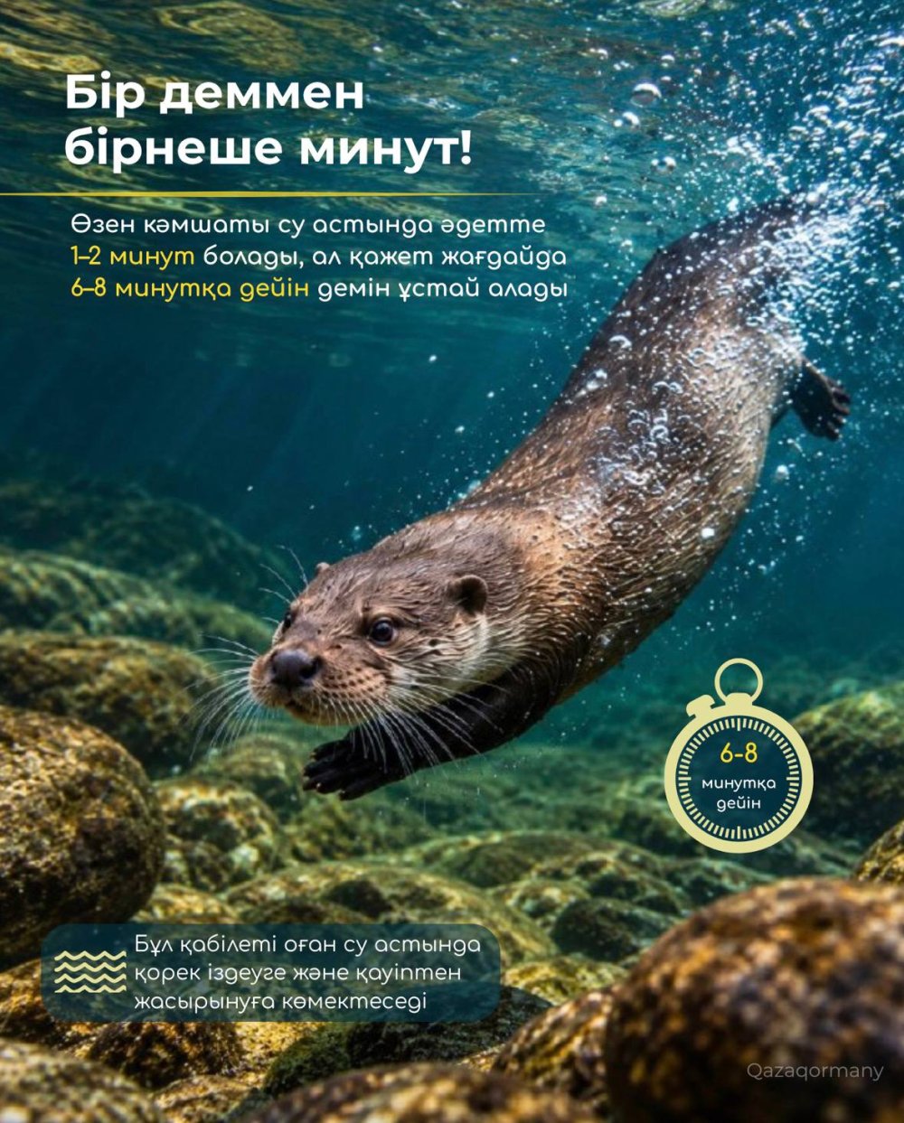 Өзен кәмшаты су астында қанша уақыт бола алады? — Фотосурет 2