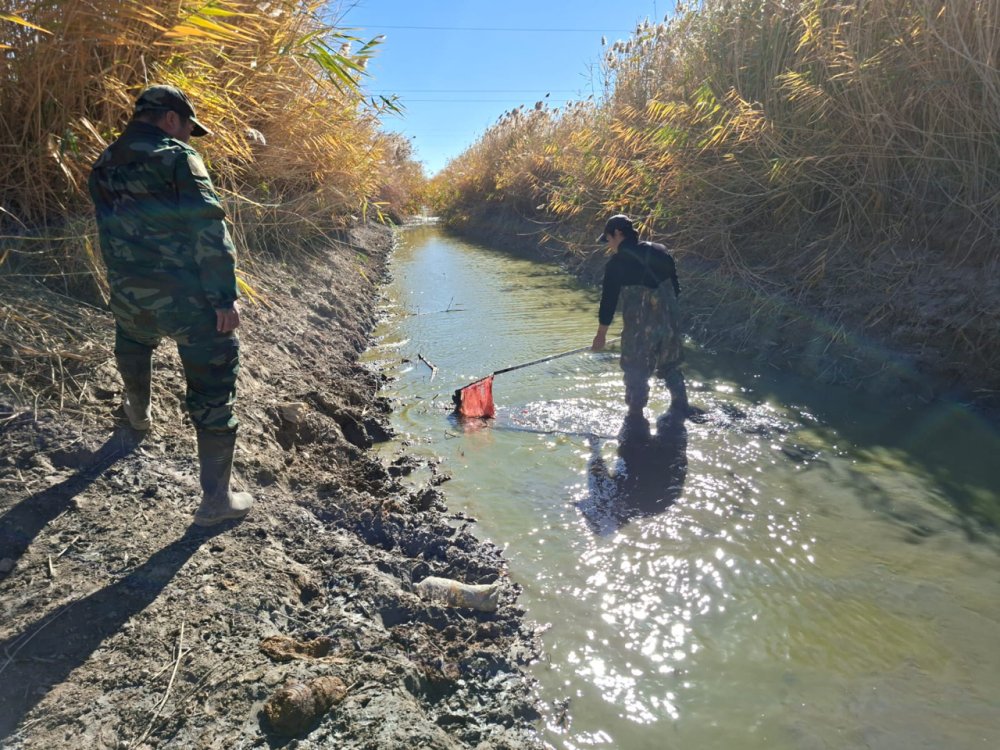 Жалағаш ауданында балық шабақтарын құтқару жұмыстары жүргізілді — Фотосурет 3