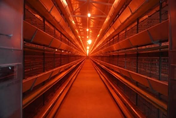 БӘЙДІБЕК АУДАНЫНДА ЖЫЛЫНА 200 МИЛЛИОН ДАНА ЖҰМЫРТҚА ӨНДІРЕТІН ҚҰС ФАБРИКАСЫ САЛЫНЫП ЖАТЫР — Фотосурет 3