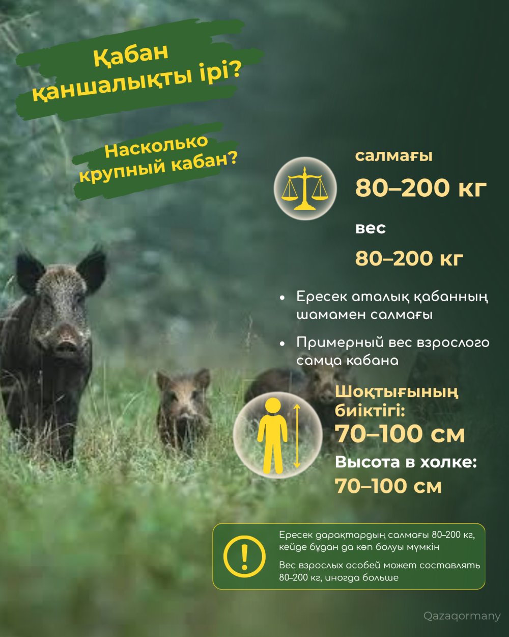 Мінезді қабан — Фотосурет 3