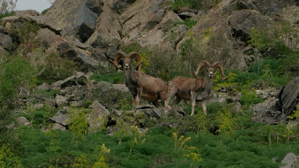 Қазақстанның ерекше қорғалатын табиғи аумақтары «Green Frontier» жобасында! — Фотосурет 1