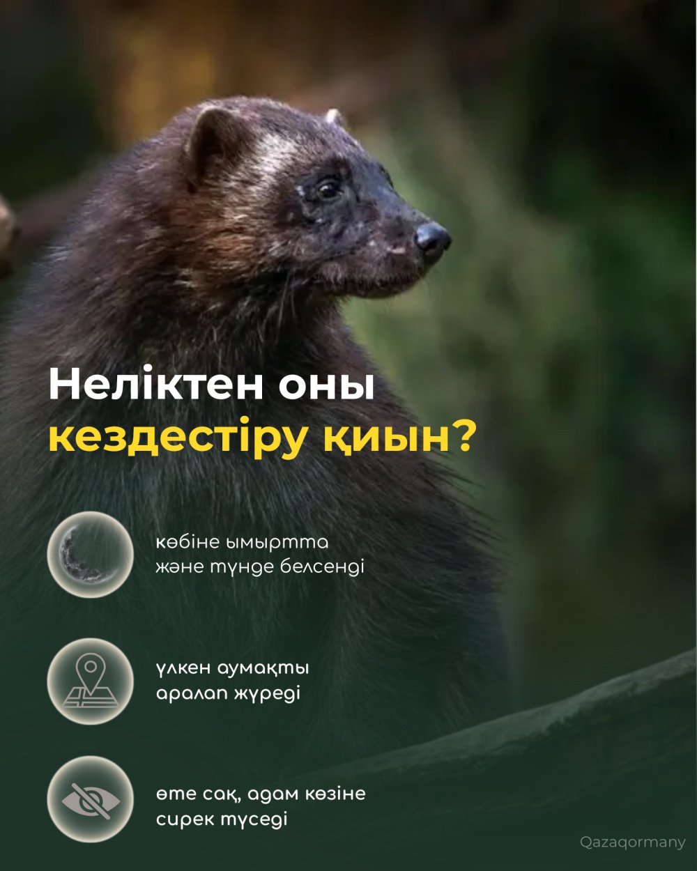 Құну – орманның қайсар жыртқышы — Фотосурет 5