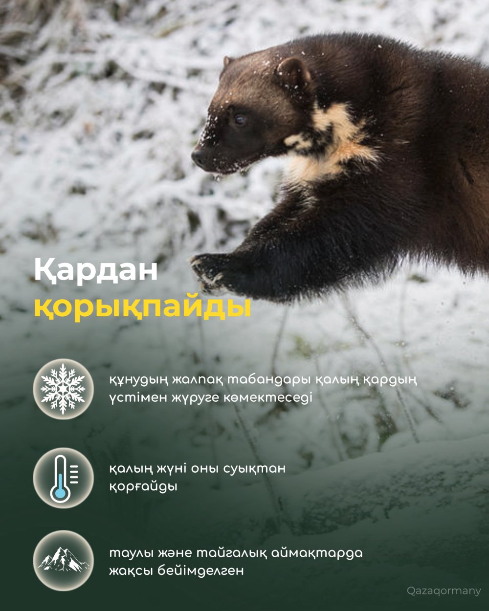 Құну – орманның қайсар жыртқышы — Фотосурет 4
