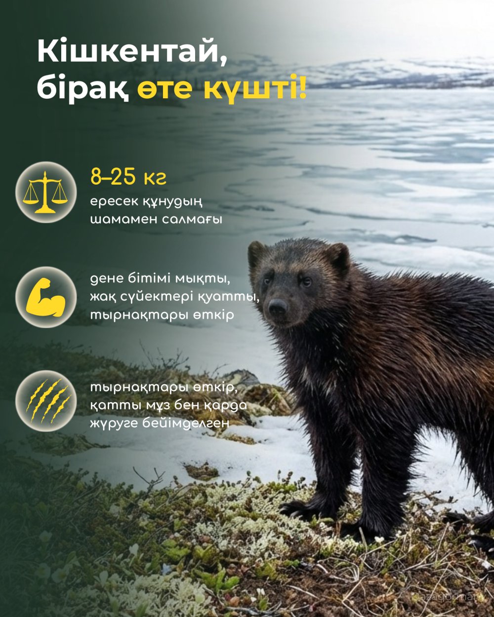 Құну – орманның қайсар жыртқышы — Фотосурет 3