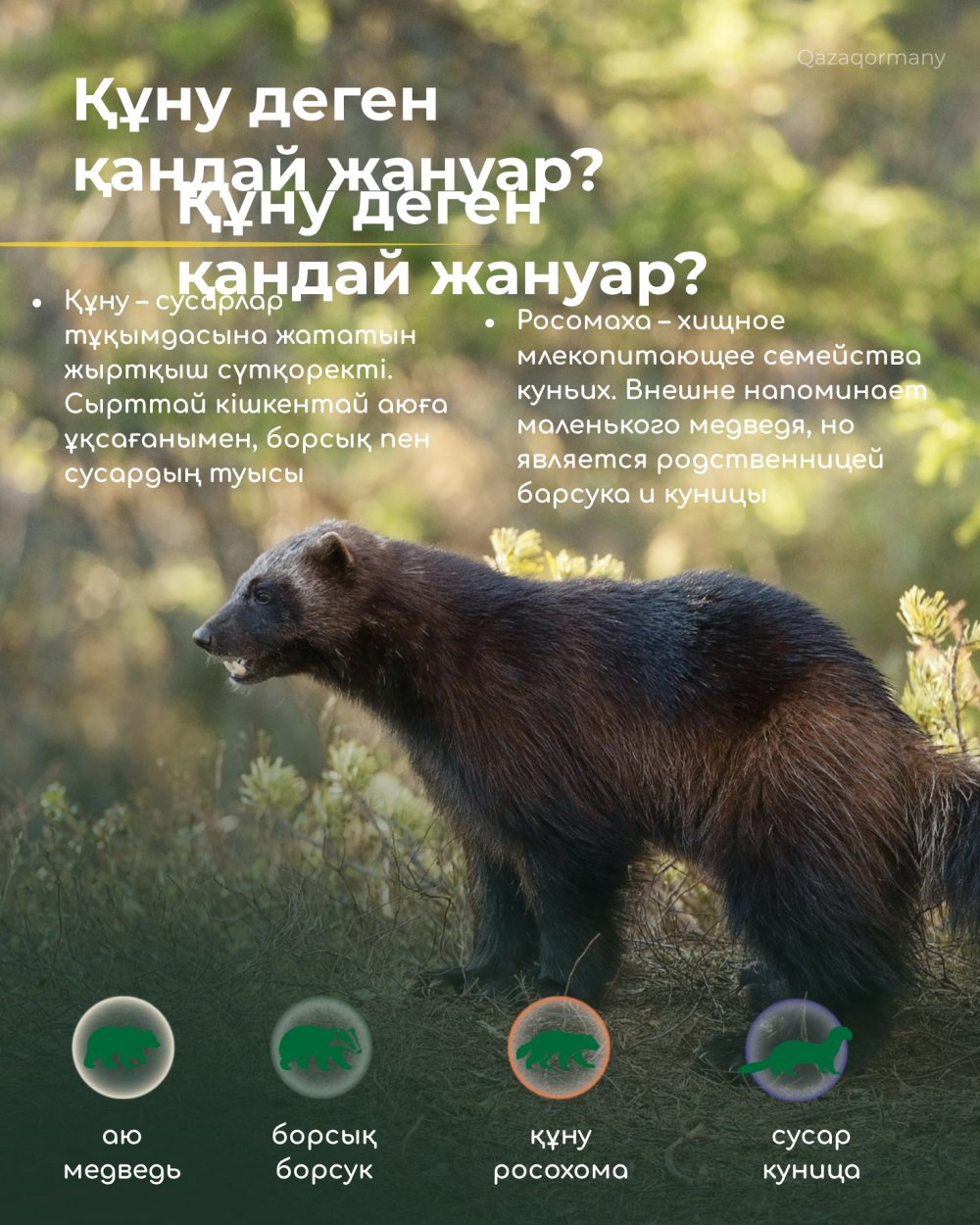 Құну – орманның қайсар жыртқышы — Фотосурет 2