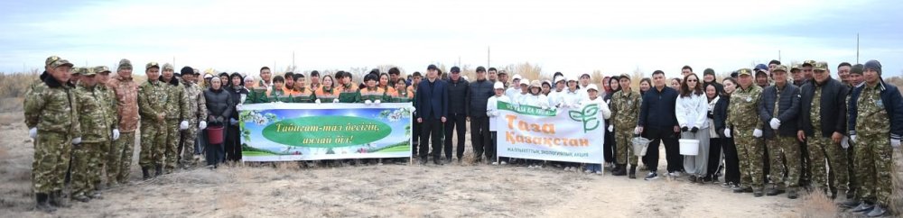 Алматы облысында биыл 10 тонна сексеуіл тұқымы жиналады — Фотосурет 1