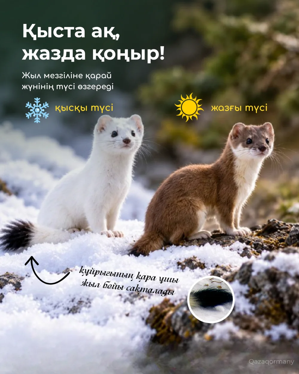 «Табиғатты таны» | Сүйкімді түріне алданба! — Фотосурет 3