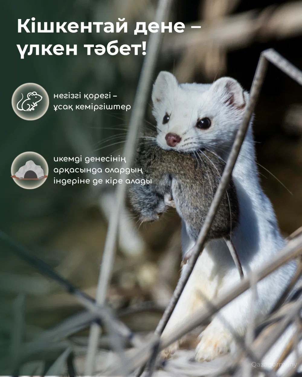 «Табиғатты таны» | Сүйкімді түріне алданба! — Фотосурет 4