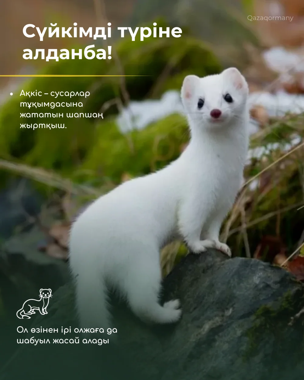 «Табиғатты таны» | Сүйкімді түріне алданба! — Фотосурет 2