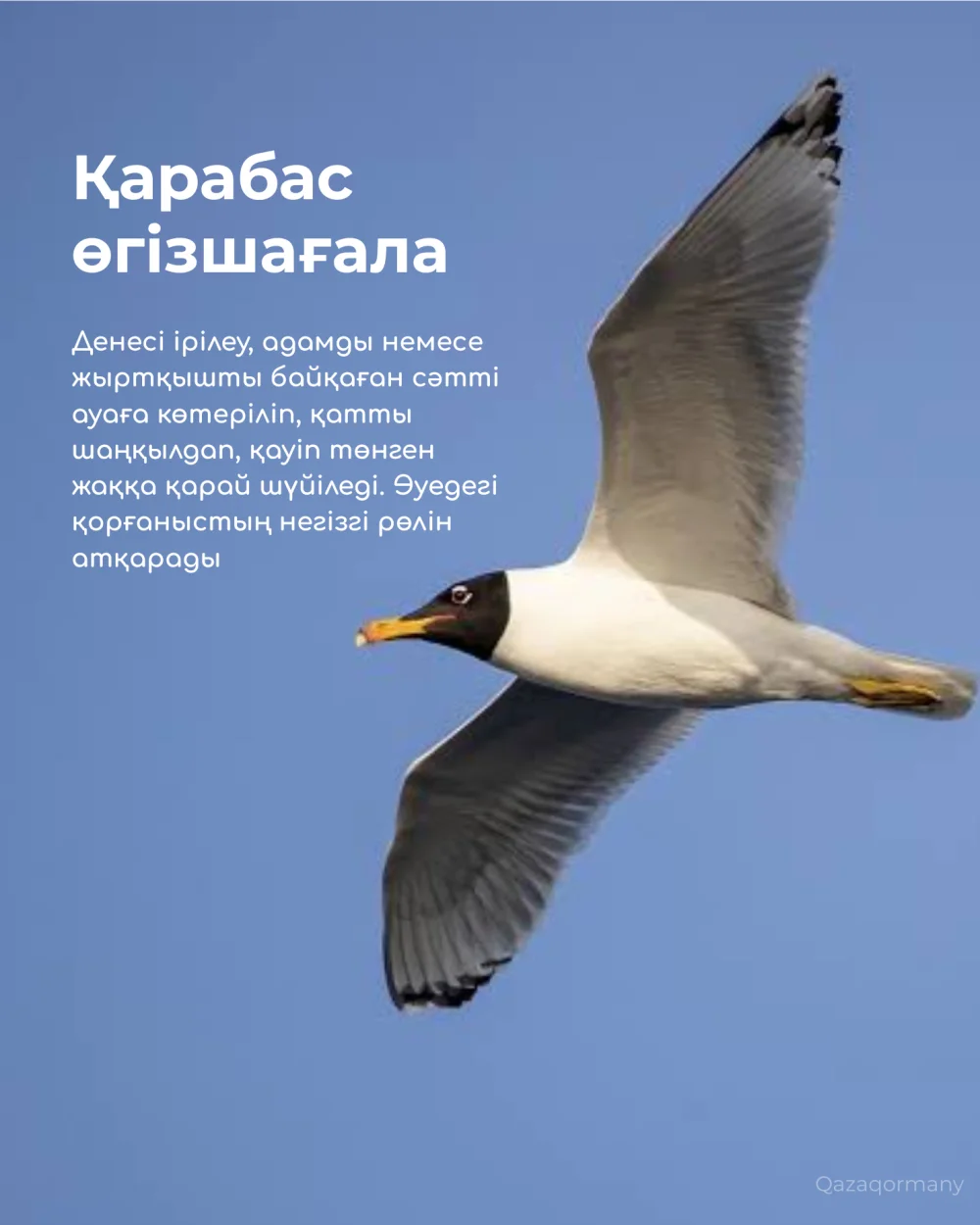 Екі түрлі шағала неге көршілес ұя салады? — Фотосурет 3