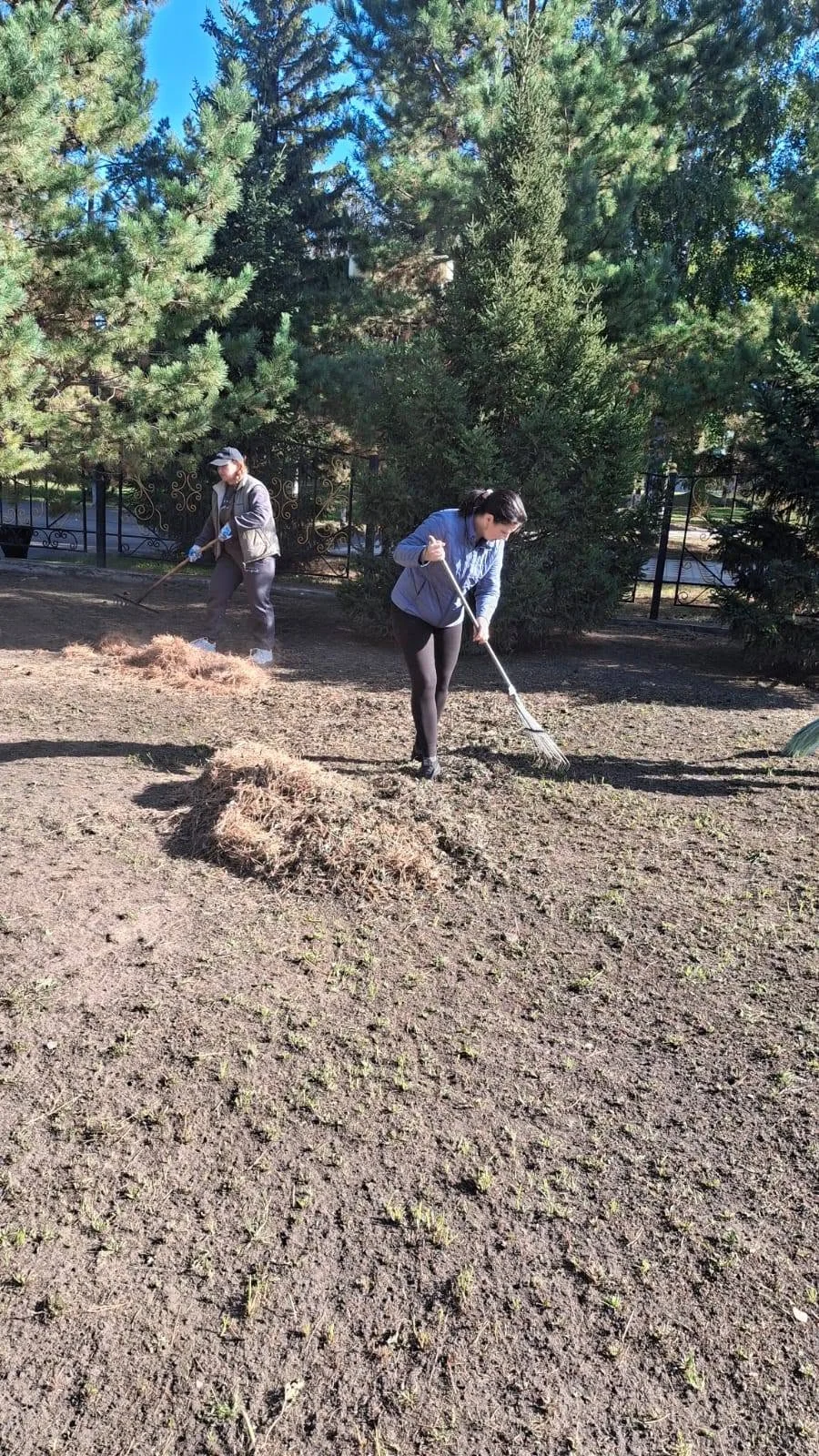Таза бейсенбі — Фотосурет 9