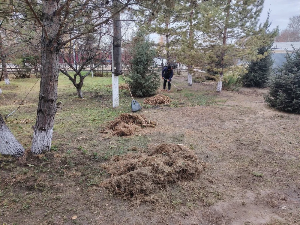 Таза бейсенбі — Фотосурет 1