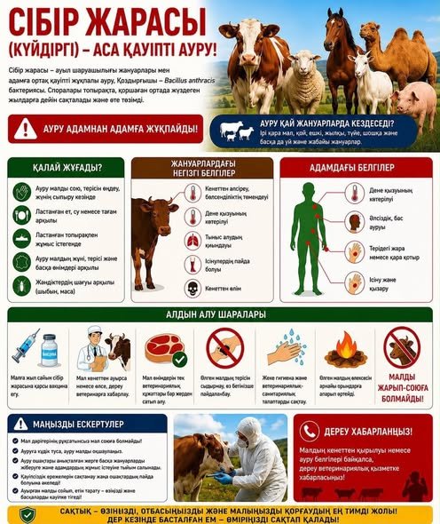 СІБІР ЖАРАСЫ (КҮЙДІРГІ) – АСА ҚАУІПТІ АУРУ!