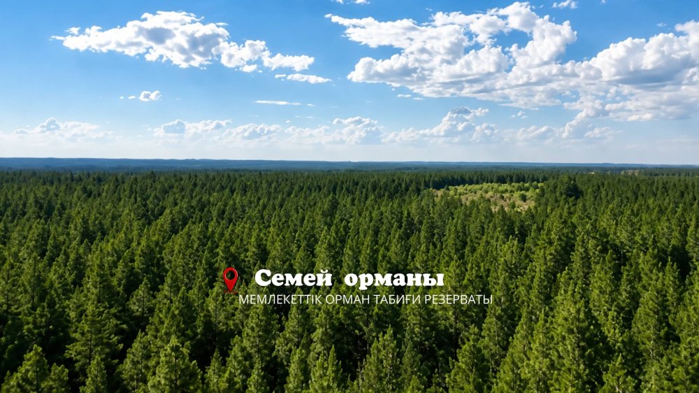 Семей орманы – Ертіс бойындағы жасыл қазына