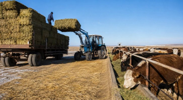 Жамбыл облысында мал қыстағына дайындық жұмыстары жалғасуда