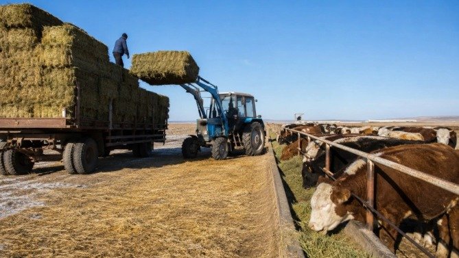 Жамбыл облысында мал қыстағына дайындық жұмыстары жалғасуда