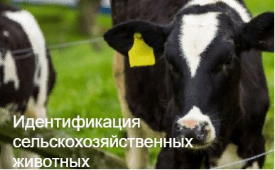 Ауыл шаруашылығы жануарларын бірдейлендіру