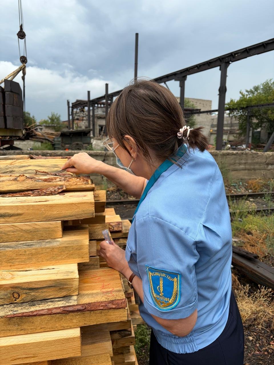 Еліміз аумағына 125 текше метр залалданған ағаш материалын кіргізуге жол берілмеді