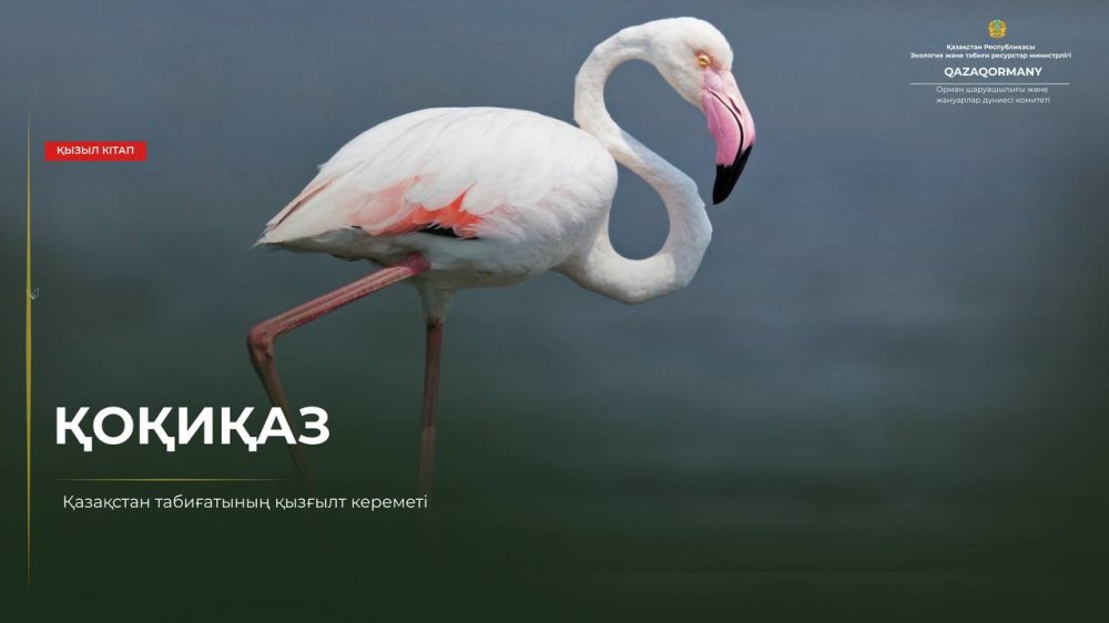 Қоқиқаз: Табиғаттағы ең ерекше түстердің бірі