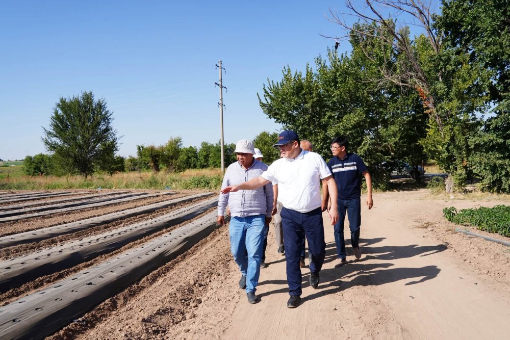 ҚАЗЫҒҰРТТА СУ ҮНЕМДЕУ ТЕХНОЛОГИЯСЫ АРҚЫЛЫ КӨКӨНІС ӨНДІРІСІ ДАМЫП КЕЛЕДІ