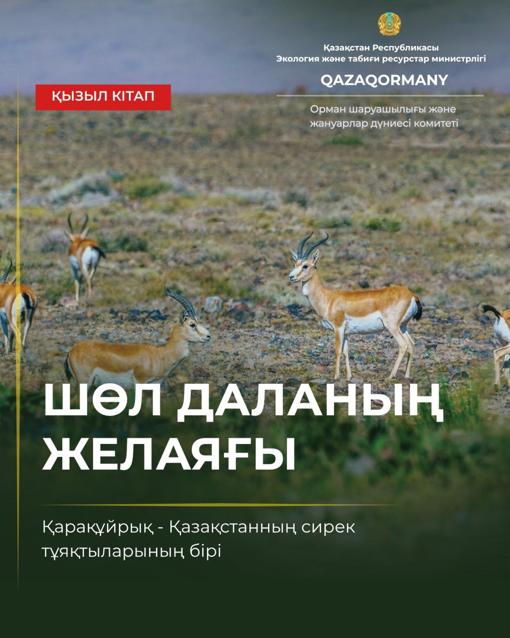 Сағатына 60 шақырымнан астам: қарақұйрықтың басты қаруы — жылдамдық