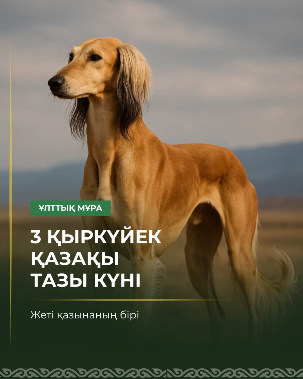 3 қыркүйек – қазақ тазысы күні