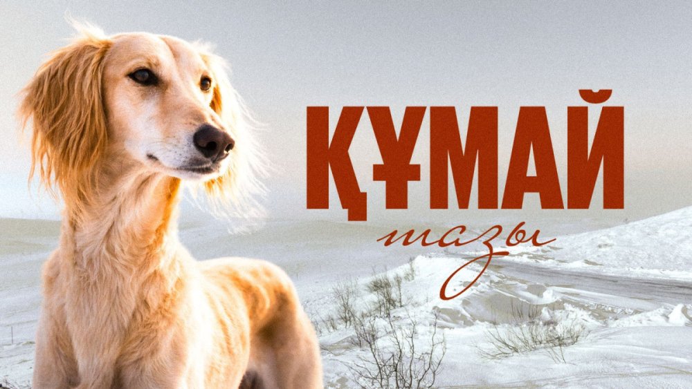 Бүгін елімізде Қазақ тазысы мен төбеті күні алғаш рет аталып өтіп жатыр
